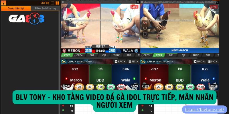 BLV Tony – Kho Tàng Video Đá Gà Idol Trực Tiếp, Mãn Nhãn Người Xem